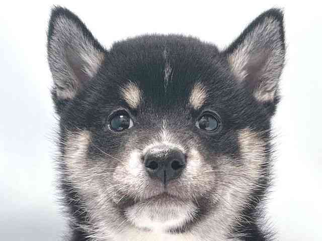 大阪府の柴犬(標準サイズ) (ひごペットフレンドリー堺プラットプラット店/2026年2月1日生まれ/女の子/黒)の子犬の1枚目の画像