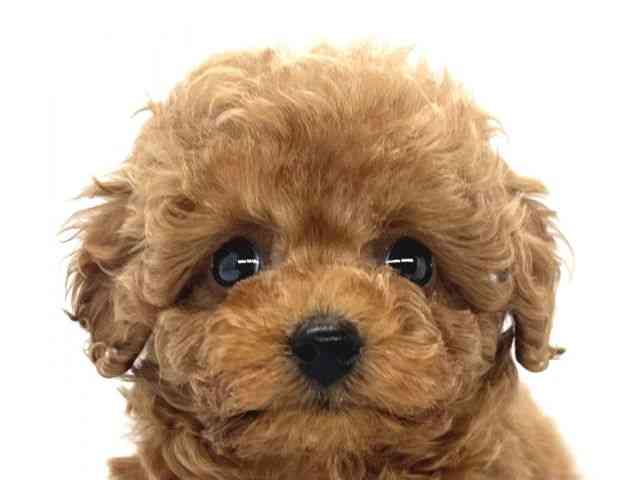 兵庫県のトイプードル(トイ) (ひごペットフレンドリーイオンタウン加古川店/2026年1月31日生まれ/女の子/レッドフォーン)の子犬の1枚目の画像