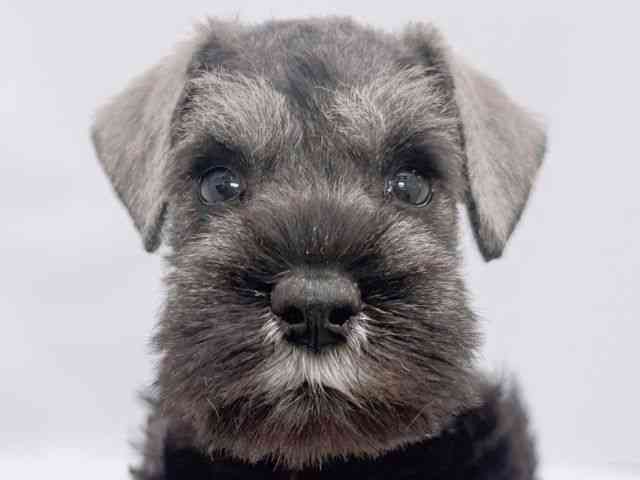 大阪府のミニチュアシュナウザー (ひごペットフレンドリーイズミヤショッピングセンター千里丘店/2026年1月30日生まれ/女の子/ソルトペッパー)の子犬の1枚目の画像