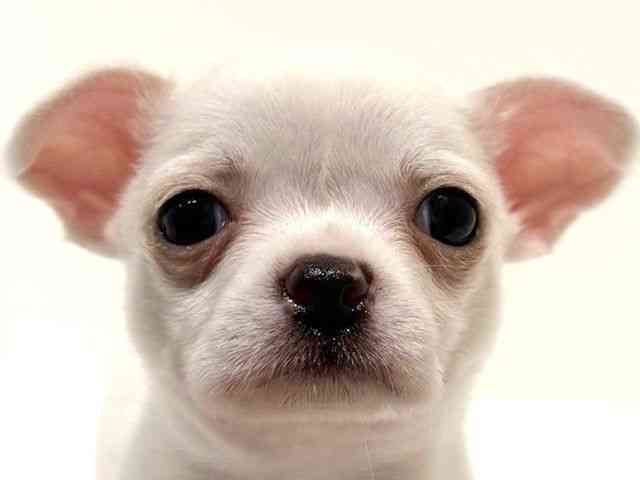 大阪府のチワワ(スムース) (ひごペットフレンドリーイオン高槻店/2026年1月31日生まれ/男の子/ホワイト)の子犬の1枚目の画像