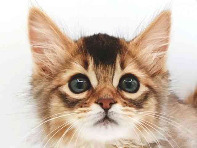 大阪府のソマリ (ひごペットフレンドリー泉ヶ丘店/2026年1月27日生まれ/女の子/ルディ)の子猫の1枚目の画像