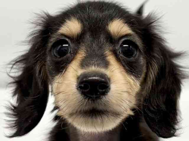 大阪府のミニチュアダックスフンド(ロング) (ひごペットフレンドリーイオンタウン豊中庄内店/2026年1月31日生まれ/女の子/ブラックイエロー)の子犬の1枚目の画像