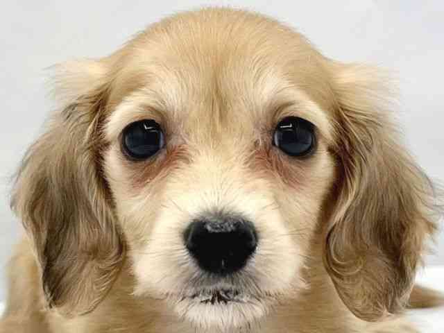 大阪府のミニチュアダックスフンド(ロング) (ひごペットフレンドリーイトーヨーカドー津久野店/2026年1月31日生まれ/女の子/シェーデットイエロー)の子犬の1枚目の画像