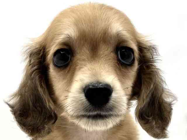 兵庫県のミニチュアダックスフンド(ロング) (ひごペットフレンドリークラウンパーク伊丹店/2026年1月31日生まれ/男の子/シェーデットイエロー)の子犬の1枚目の画像