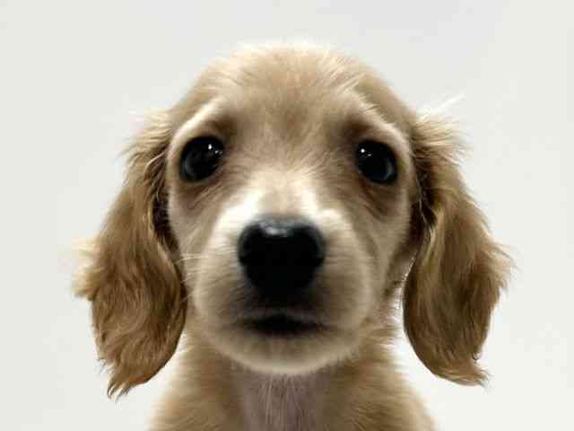 愛知県のミニチュアダックスフンド(ロング) (ひごペットフレンドリーららぽーと名古屋みなとアクルス店/2026年1月31日生まれ/男の子/ゴールド)の子犬の1枚目の画像