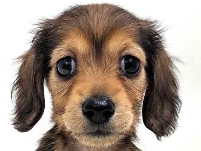 広島県のミニチュアダックスフンド(ロング) (ひごペットフレンドリーゆめタウン廿日市店/2026年1月30日生まれ/女の子/シェーデットレッド)の子犬の1枚目の画像