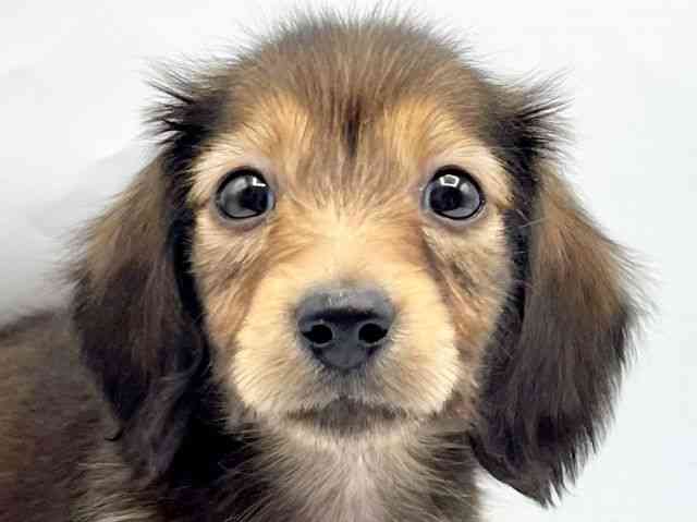 奈良県のミニチュアダックスフンド(ロング) (ひごペットフレンドリートナリエ大和高田店/2026年1月30日生まれ/女の子/シェーデットレッド)の子犬の1枚目の画像