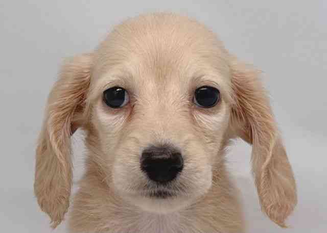 鳥取県のミニチュアダックスフンド(ロング) (ひごペットフレンドリーイオンモール鳥取北店/2026年1月30日生まれ/女の子/イエロー)の子犬の1枚目の画像