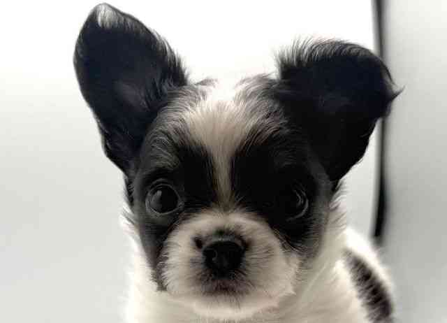 愛知県のチワワ(ロング) (ひごペットフレンドリープライムツリー赤池店/2026年1月31日生まれ/女の子/ホワイトブラック)の子犬