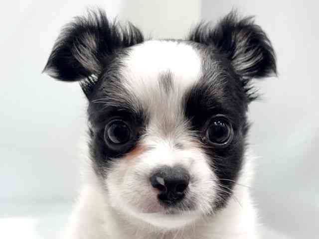 愛知県のチワワ(ロング) (ひごペットフレンドリーヴィアモール アピタ江南西店/2026年1月31日生まれ/男の子/ホワイトブラック)の子犬