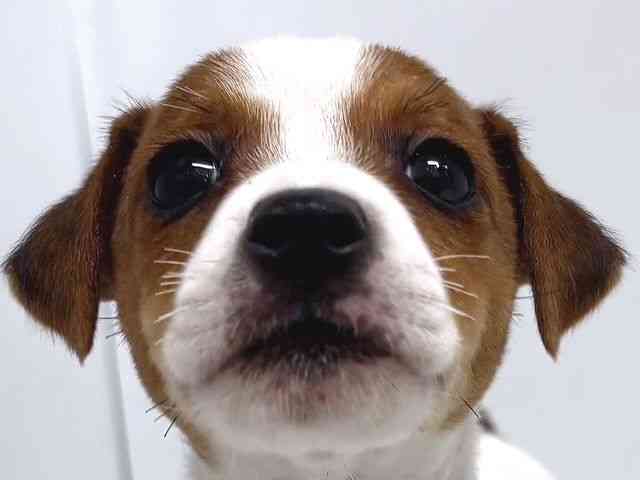 奈良県のジャックラッセルテリア (ひごペットフレンドリー奈良パワーシティ店/2026年1月30日生まれ/女の子/ホワイトタン)の子犬の1枚目の画像