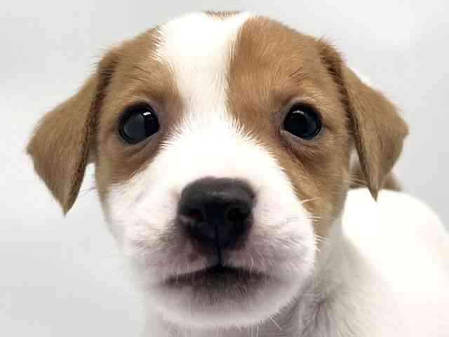 京都府のジャックラッセルテリア (ひごペットフレンドリー洛北阪急スクエア店/2026年1月30日生まれ/女の子/ホワイトタン)の子犬の1枚目の画像