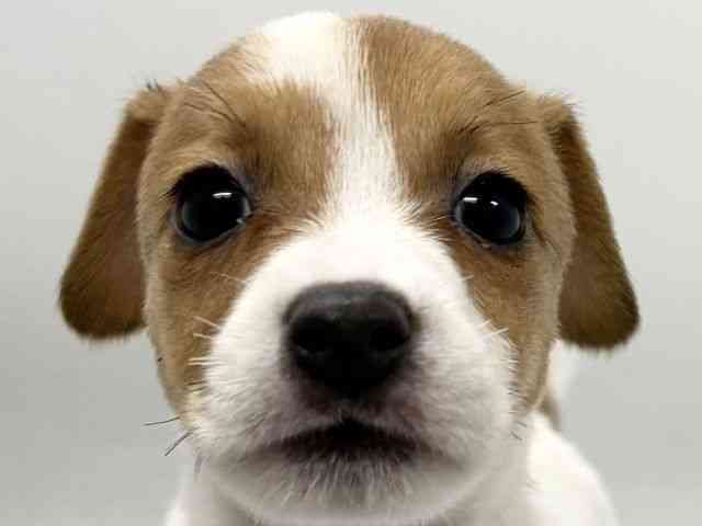 京都府のジャックラッセルテリア (ひごペットフレンドリー京都店/2026年1月30日生まれ/女の子/ホワイトタン)の子犬の1枚目の画像