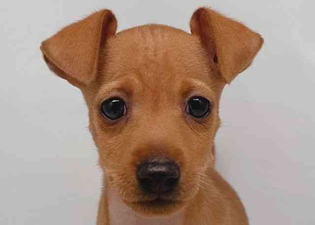 鳥取県のミニチュアピンシャー (ひごペットフレンドリーイオンモール鳥取北店/2026年2月1日生まれ/女の子/レッド)の子犬の1枚目の画像