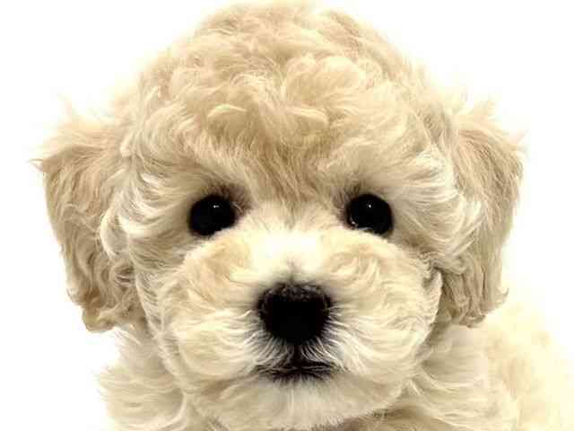 大阪府のトイプードル(トイ) (ひごペットフレンドリーイオンタウン茨木太田店/2026年1月30日生まれ/女の子/ペールフォーン)の子犬の1枚目の画像