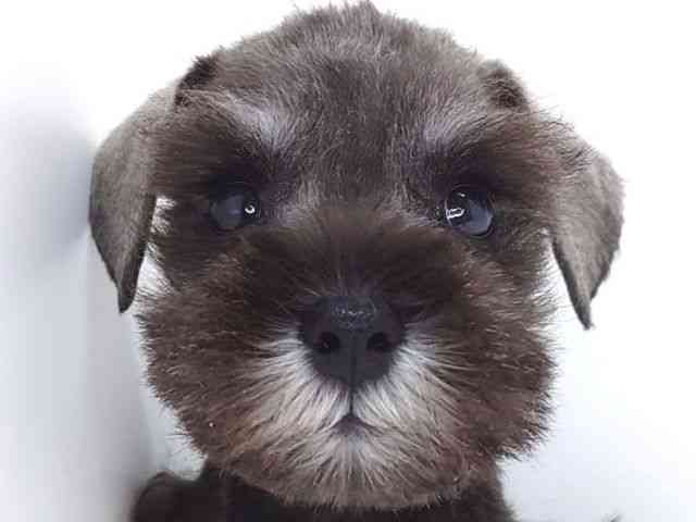 大阪府のミニチュアシュナウザー (ひごペットフレンドリーいこらもーる泉佐野店/2026年2月1日生まれ/男の子/ソルトペッパー)の子犬の1枚目の画像