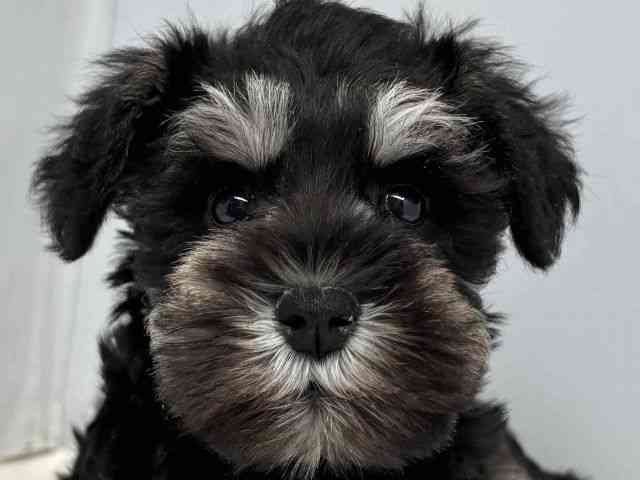 大阪府のミニチュアシュナウザー (ひごペットフレンドリーセブンパーク天美店/2026年1月30日生まれ/女の子/ブラックシルバー)の子犬の1枚目の画像