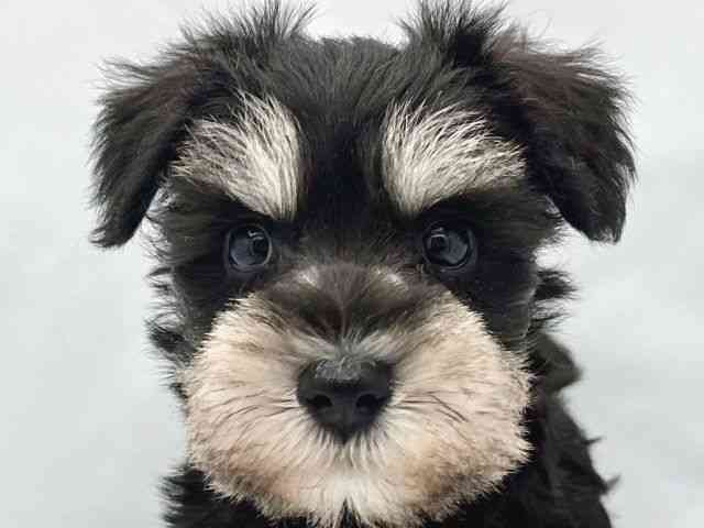 大阪府のミニチュアシュナウザー (ひごペットフレンドリーイトーヨーカドー津久野店/2026年1月30日生まれ/女の子/ブラックシルバー)の子犬の1枚目の画像