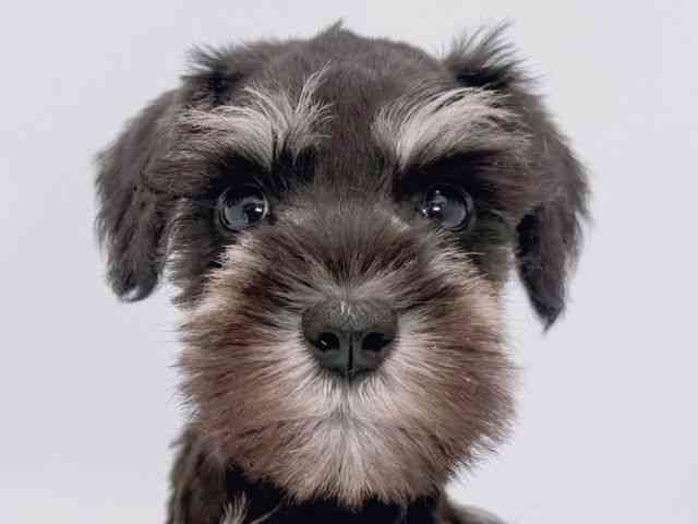 大阪府のミニチュアシュナウザー (ひごペットフレンドリーイズミヤショッピングセンター千里丘店/2026年1月30日生まれ/女の子/ブラックシルバー)の子犬の1枚目の画像