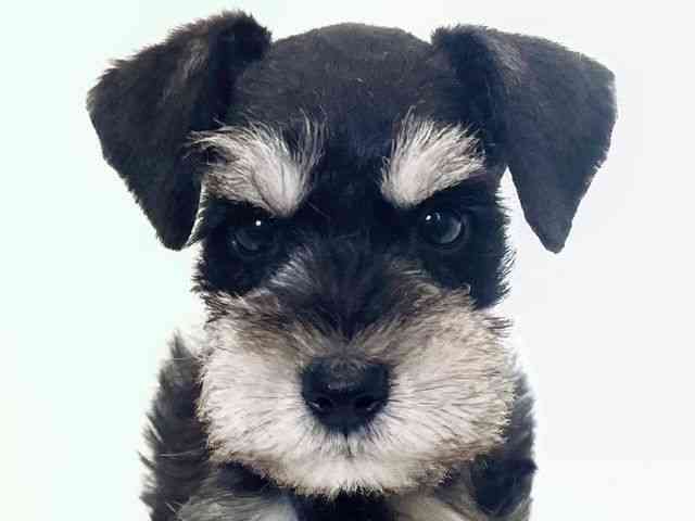 大阪府のミニチュアシュナウザー (ひごペットフレンドリーアクロスプラザ住之江店/2026年1月30日生まれ/男の子/ブラックシルバー)の子犬の1枚目の画像