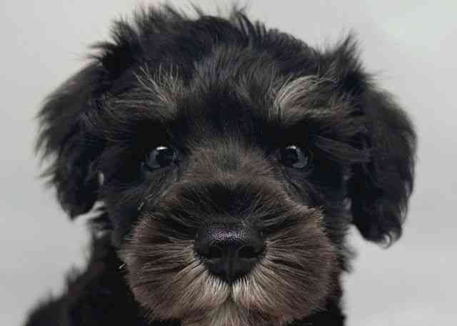 鳥取県のミニチュアシュナウザー (ひごペットフレンドリーイオンモール鳥取北店/2026年1月30日生まれ/男の子/ブラックシルバー)の子犬の1枚目の画像