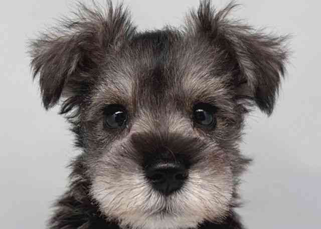 鳥取県のミニチュアシュナウザー (ひごペットフレンドリーイオンモール鳥取北店/2026年1月30日生まれ/男の子/ソルトペッパー)の子犬の1枚目の画像