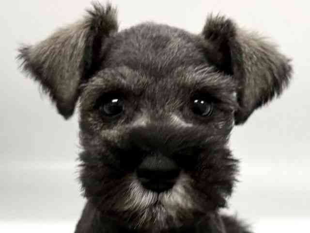 京都府のミニチュアシュナウザー (ひごペットフレンドリー京都店/2026年1月30日生まれ/男の子/ソルトペッパー)の子犬の1枚目の画像