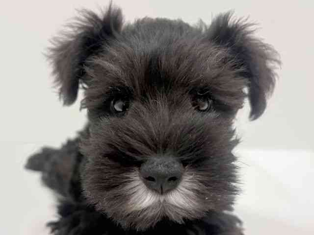 奈良県のミニチュアシュナウザー (ひごペットフレンドリーイオンモール橿原ウエスト・ビレッジ店/2026年1月30日生まれ/男の子/ブラックシルバー)の子犬の1枚目の画像