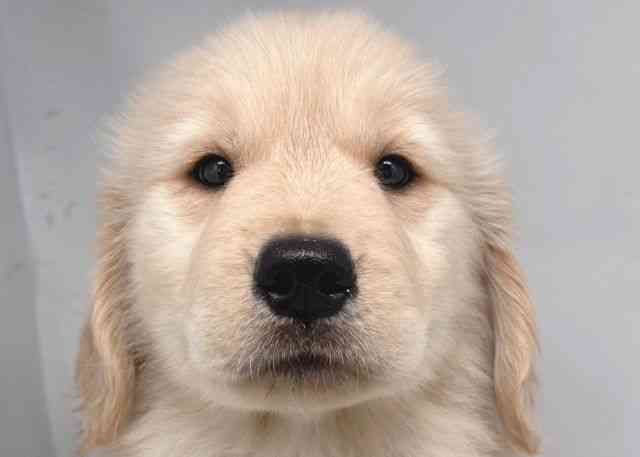 鳥取県のゴールデンレトリバー (ひごペットフレンドリーイオンモール鳥取北店/2026年1月29日生まれ/女の子/クリーム)の子犬の1枚目の画像