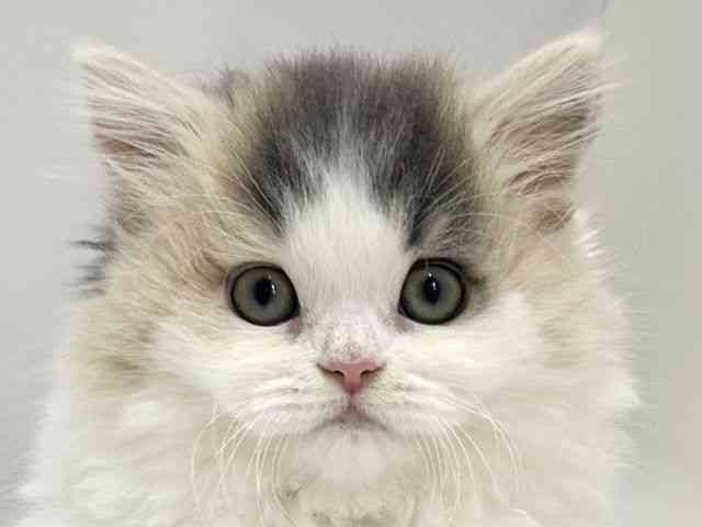 大阪府のスコティッシュフォールド (ひごペットフレンドリーアクロスプラザ住之江店/2026年1月24日生まれ/女の子/ブルーパッチドタビーホワイト)の子猫の1枚目の画像