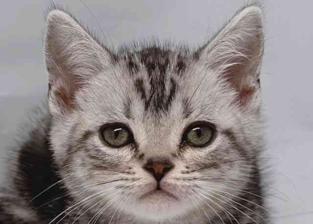 鳥取県のアメリカンショートヘアー (ひごペットフレンドリーイオンモール鳥取北店/2026年2月1日生まれ/男の子/シルバータビー)の子猫の1枚目の画像