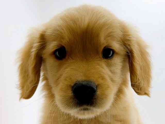 広島県のゴールデンレトリバー (ひごペットフレンドリーフジグラン神辺店/2026年1月27日生まれ/男の子/ゴールデン)の子犬