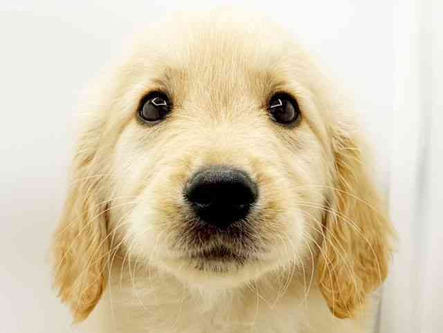 兵庫県のゴールデンレトリバー (ひごペットフレンドリーコロワ甲子園店/2026年1月27日生まれ/男の子/ゴールデン)の子犬の1枚目の画像