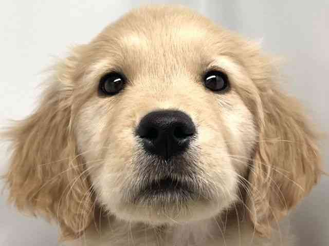 京都府のゴールデンレトリバー (ひごペットフレンドリー洛北阪急スクエア店/2026年1月27日生まれ/女の子/ゴールデン)の子犬の1枚目の画像