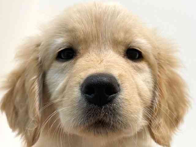 大阪府のゴールデンレトリバー (ひごペットフレンドリーイオン高槻店/2026年1月27日生まれ/女の子/ゴールデン)の子犬の1枚目の画像