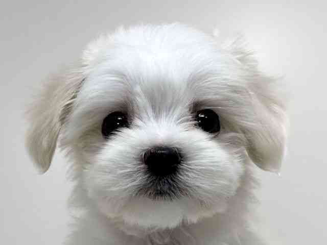 兵庫県のマルックス(マルチーズ×ダックス) (ひごペットフレンドリーイトーヨーカドー明石店/2026年2月1日生まれ/男の子/ホワイト)の子犬の1枚目の画像