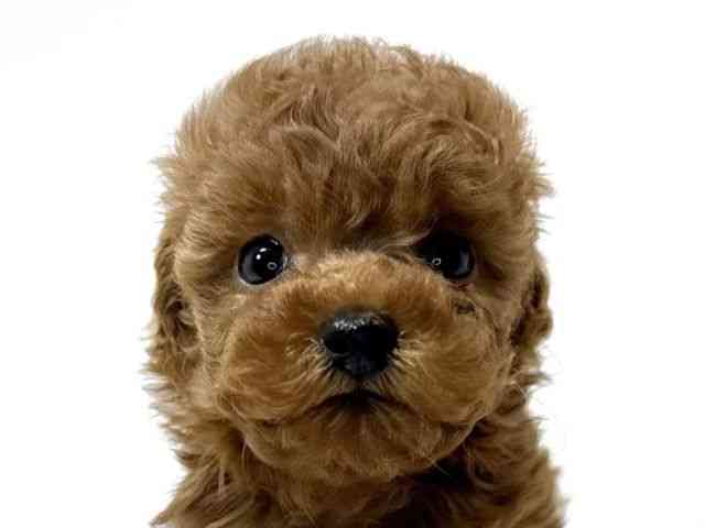 兵庫県のトイプードル(トイ) (ひごペットフレンドリーイトーヨーカドー明石店/2026年2月2日生まれ/女の子/レッド)の子犬の1枚目の画像