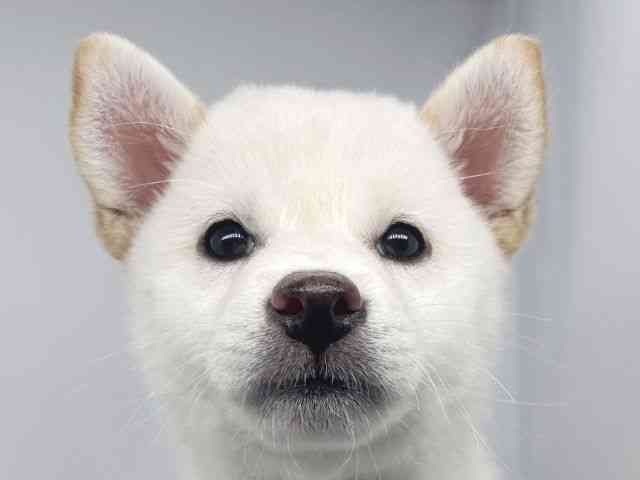 兵庫県の柴犬(標準サイズ) (ひごペットフレンドリーイオンタウン加古川店/2026年2月1日生まれ/女の子/白)の子犬の1枚目の画像