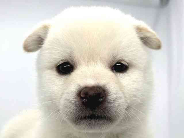 兵庫県の柴犬(標準サイズ) (ひごペットフレンドリーイオンタウン加古川店/2026年2月1日生まれ/女の子/白)の子犬の1枚目の画像