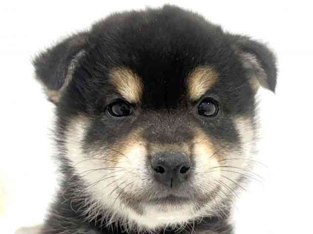 奈良県の柴犬(標準サイズ) (ひごペットフレンドリーイオンモール橿原ウエスト・ビレッジ店/2026年2月1日生まれ/男の子/黒)の子犬の1枚目の画像