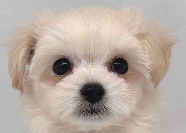 鳥取県のチワプー/プーチー(チワワ×プードル) (ひごペットフレンドリーイオンモール鳥取北店/2026年2月1日生まれ/女の子/クリーム)の子犬の1枚目の画像