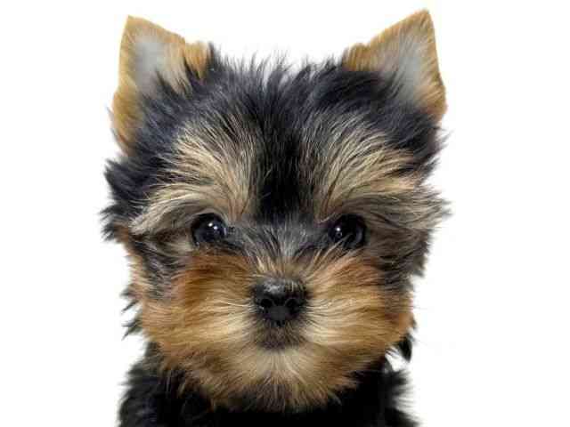 兵庫県のヨークシャーテリア (ひごペットフレンドリーイトーヨーカドー明石店/2026年2月2日生まれ/女の子/スチールブルータン)の子犬の1枚目の画像