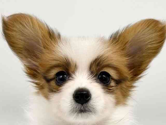 大阪府のパピヨン (ひごペットフレンドリーイオンタウン豊中庄内店/2026年2月1日生まれ/女の子/ホワイトセーブル)の子犬の1枚目の画像