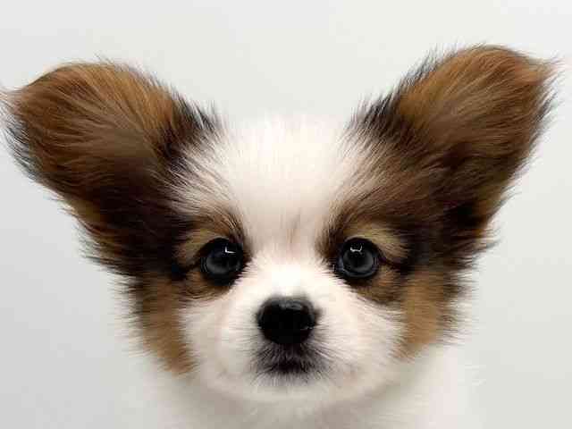 大阪府のパピヨン (ひごペットフレンドリーみのおキューズモール店/2026年2月1日生まれ/男の子/ホワイトセーブル)の子犬の1枚目の画像