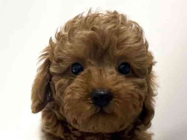 愛知県のトイプードル(トイ) (ひごペットフレンドリーららぽーと名古屋みなとアクルス店/2026年2月1日生まれ/男の子/レッド)の子犬