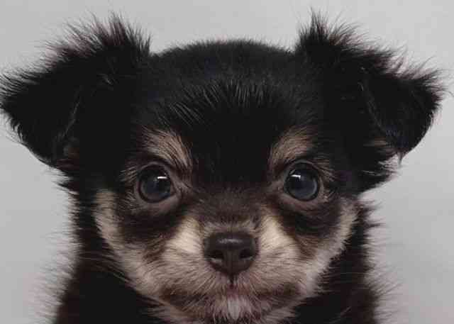 鳥取県のチワワ(ロング) (ひごペットフレンドリーイオンモール鳥取北店/2026年2月2日生まれ/女の子/ブラッククリーム)の子犬の1枚目の画像