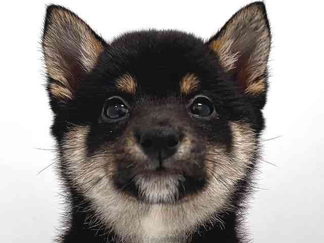 奈良県の柴犬(標準サイズ) (ひごペットフレンドリー奈良パワーシティ店/2026年2月1日生まれ/女の子/黒)の子犬