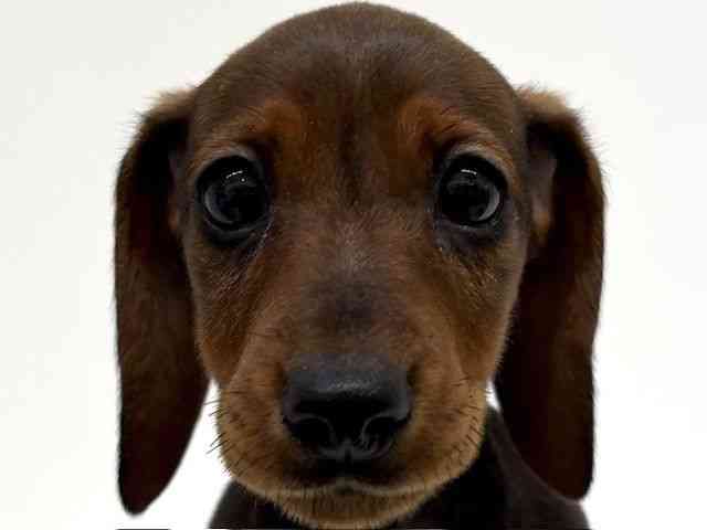 兵庫県のカニンヘンダックスフンド(スムース) (ひごペットフレンドリーブルメールHAT神戸店/2026年1月29日生まれ/女の子/レッド)の子犬の1枚目の画像