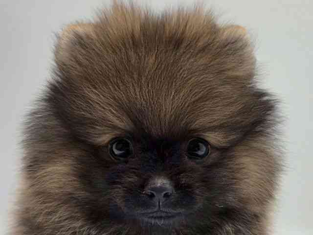 島根県のポメラニアン (ひごペットフレンドリーイオンモール出雲店/2026年2月1日生まれ/男の子/オレンジセーブル)の子犬の1枚目の画像