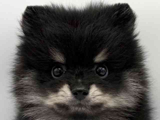 大阪府のポメラニアン (ひごペットフレンドリーららぽーとEXPOCITY店/2026年2月1日生まれ/男の子/ブラックタン)の子犬の1枚目の画像